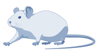 Rat