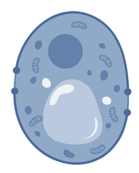 Yeast